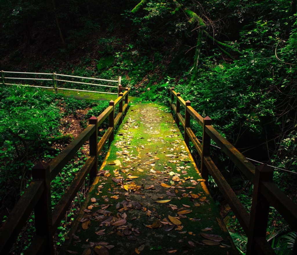 「Multi Create」の仙道 LYNNが撮影した、森の中の橋の写真です。